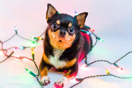 Chihuahua, hund, blomsterkrans, lys