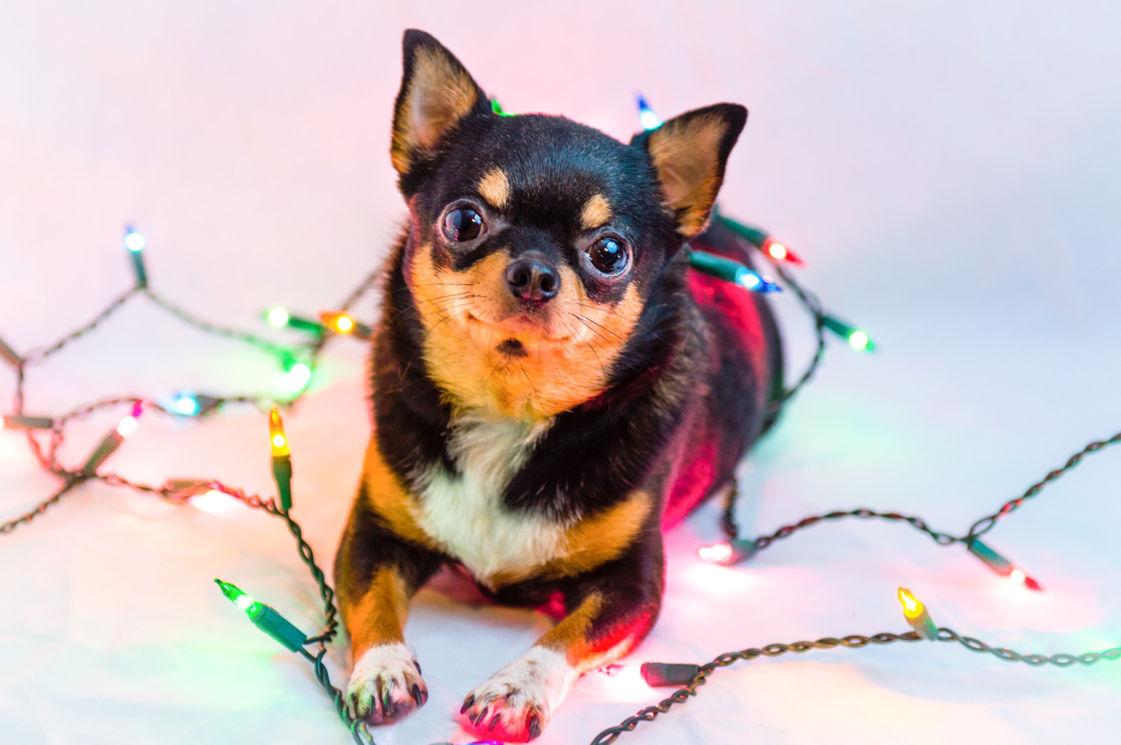 hund, lys, blomsterkrans, Chihuahua