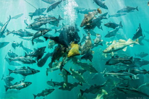 Acquario, pesce, cibo