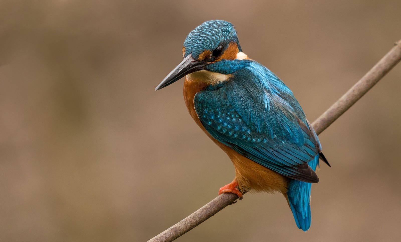 rama, pájaro, Martín pescador