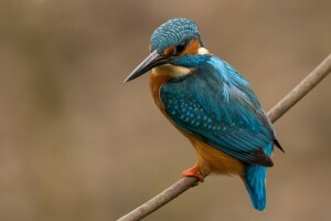 oiseau, branche, Kingfisher