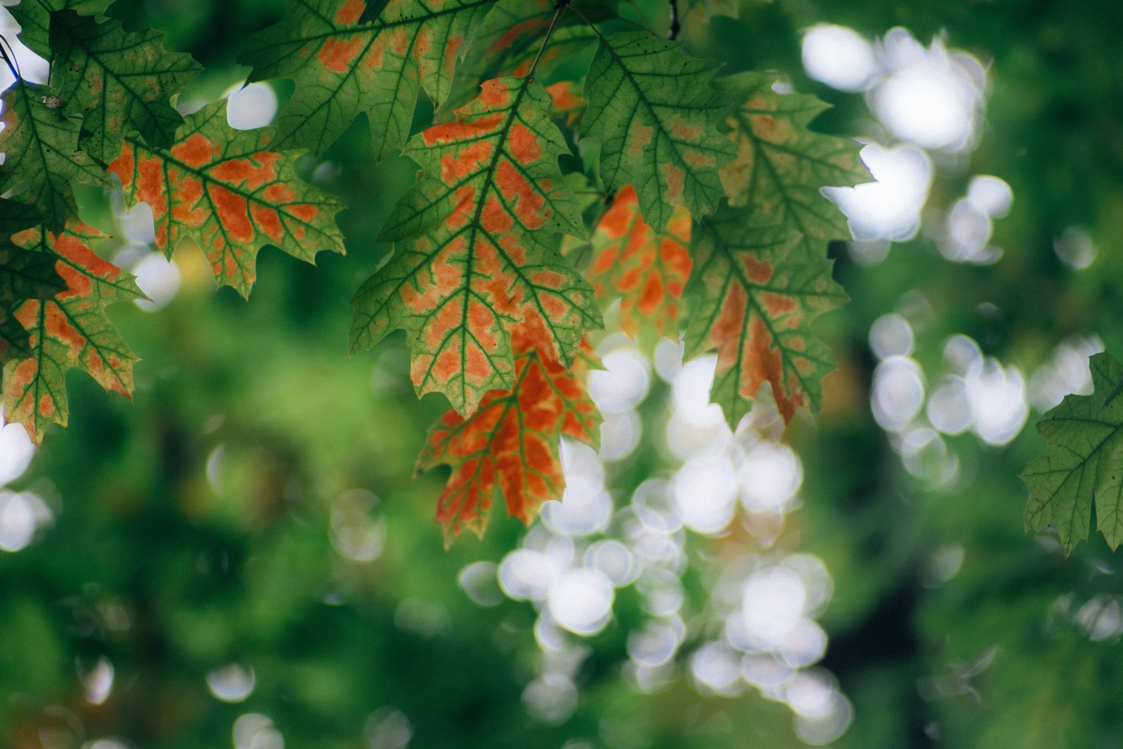 la nature, macro, feuilles