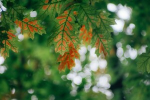 le foglie, macro, natura