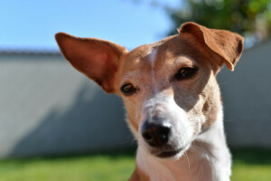 dog, face, look