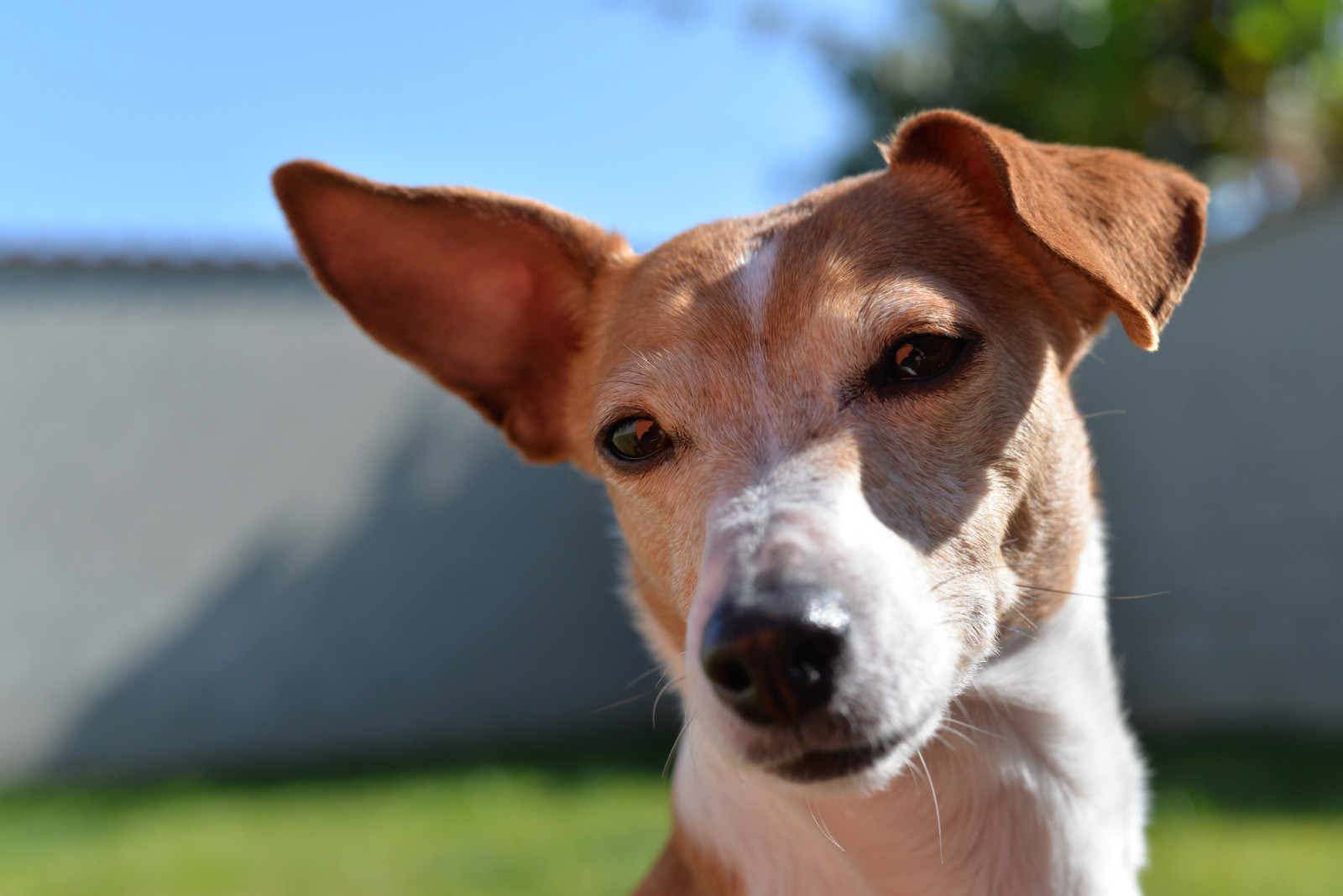 aussehen, Hund, Gesicht