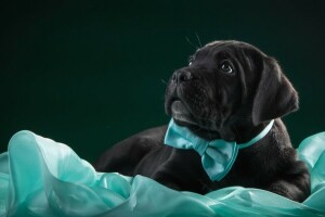 zwart, VLINDER, Cane Corso, kleding stof, puppy