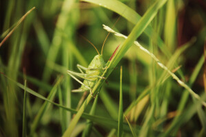 césped, saltamontes, verduras, naturaleza