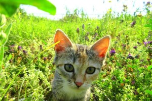 chat, minou, Prairie, été