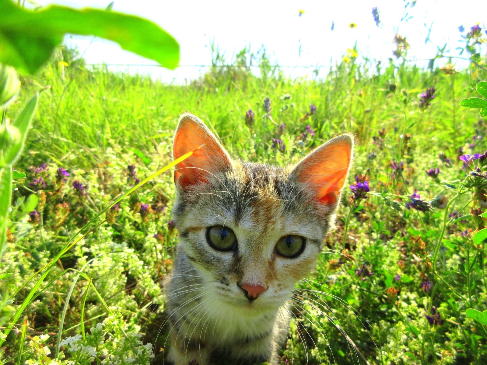 cat, summer, meadow, kitty