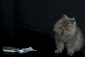 bottle, cat, fluffy, milk, Persian cat