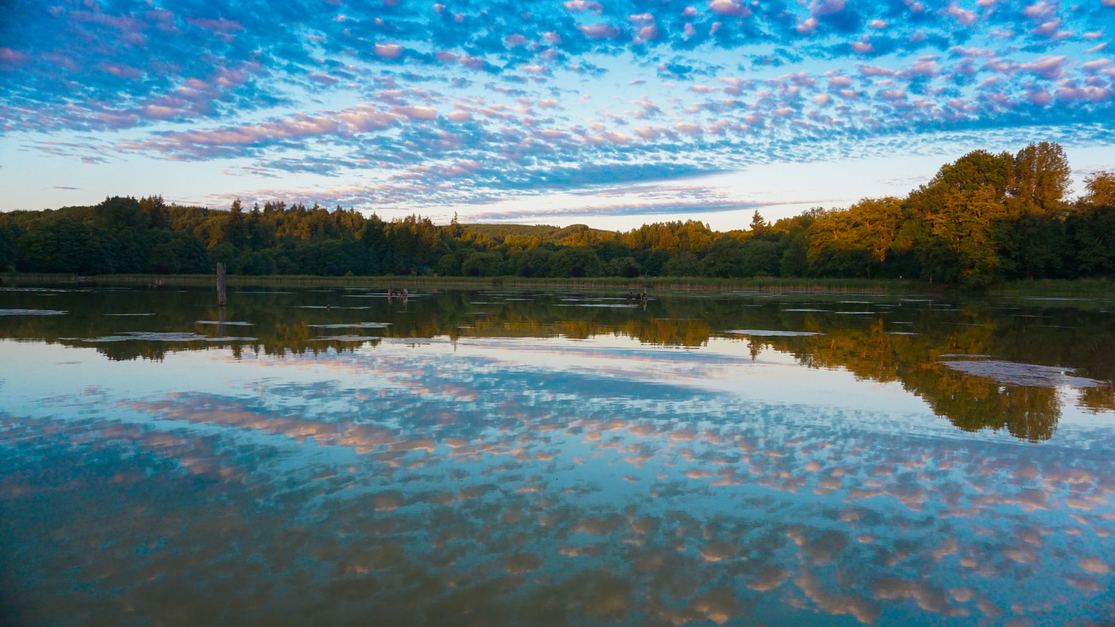 höst, himmelen, sjö, reflexion, träd, moln