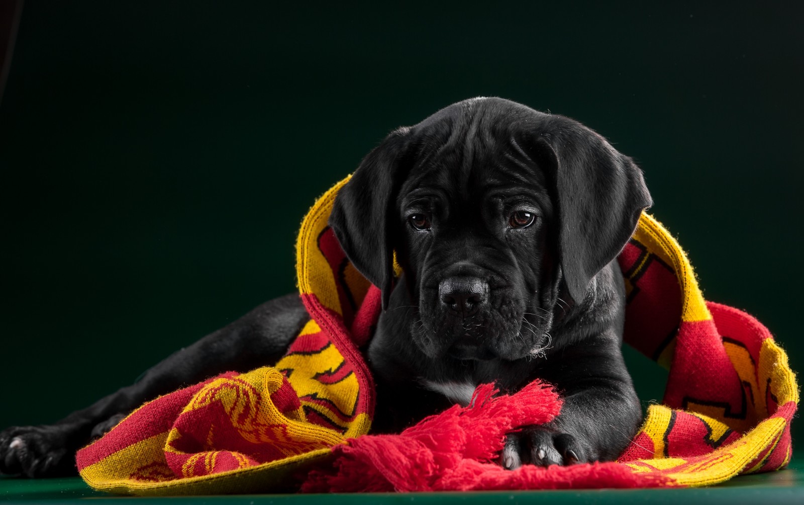 cachorro, Preto, tecido, Cane Corso