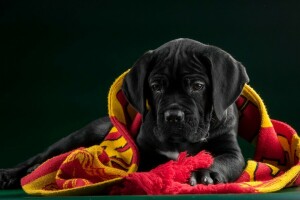 zwart, Cane Corso, kleding stof, puppy