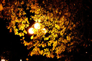 otoño, castaña, linterna, hojas, ligero, noche, fondo de pantalla