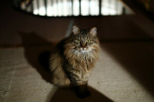 cat, ears, green eyes, legs, look, muzzle, wool