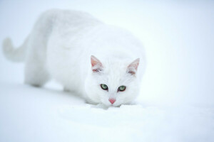 aussehen, Schnee, weiße Katze