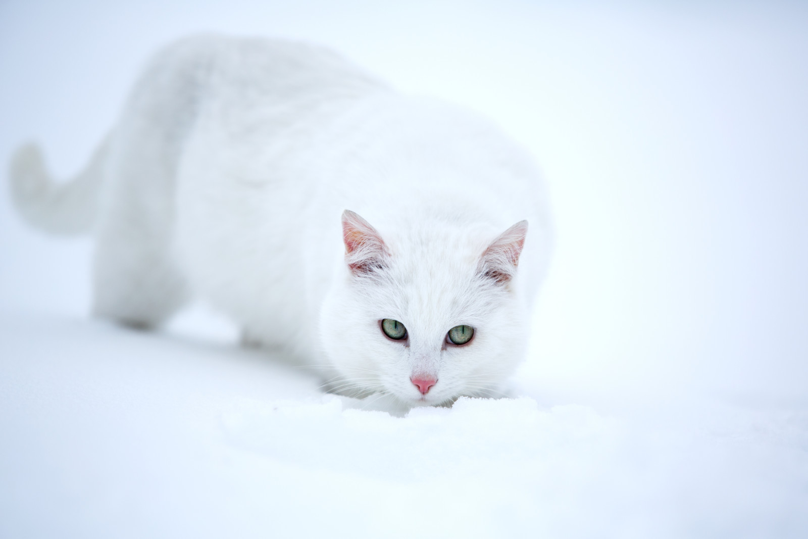 Schnee, aussehen, weiße Katze