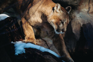 Puma, prédateur, Puma, chat sauvage