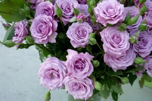 bouquet, bourgeons, lilas, des roses