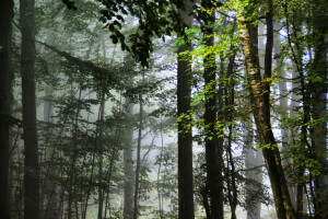 brouillard, forêt, feuilles, des arbres