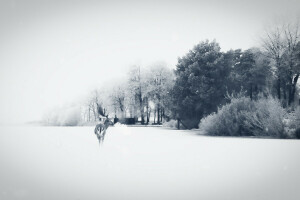 Hirsch, Feld, Natur