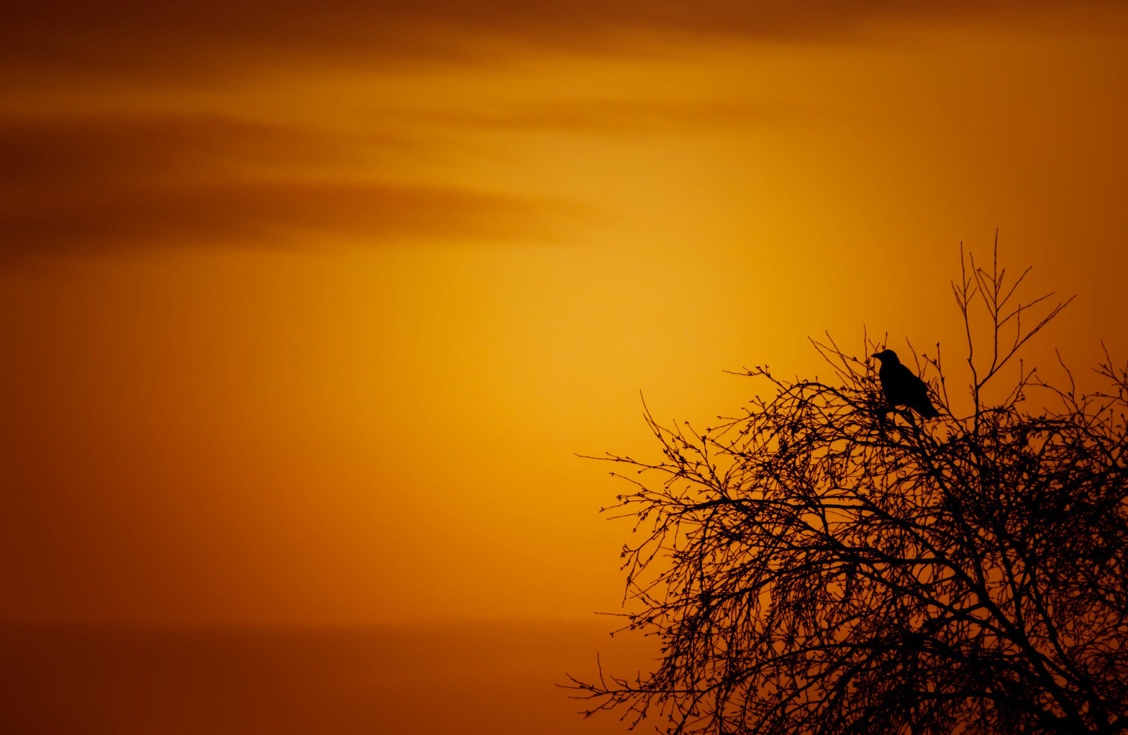 Baum, der Himmel, Sonnenuntergang, Meer, Wolken, Vogel