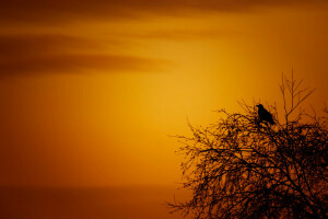 oiseau, des nuages, mer, le coucher du soleil, Le ciel, arbre