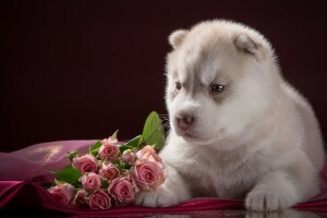 baby, breed, husky, puppy, roses