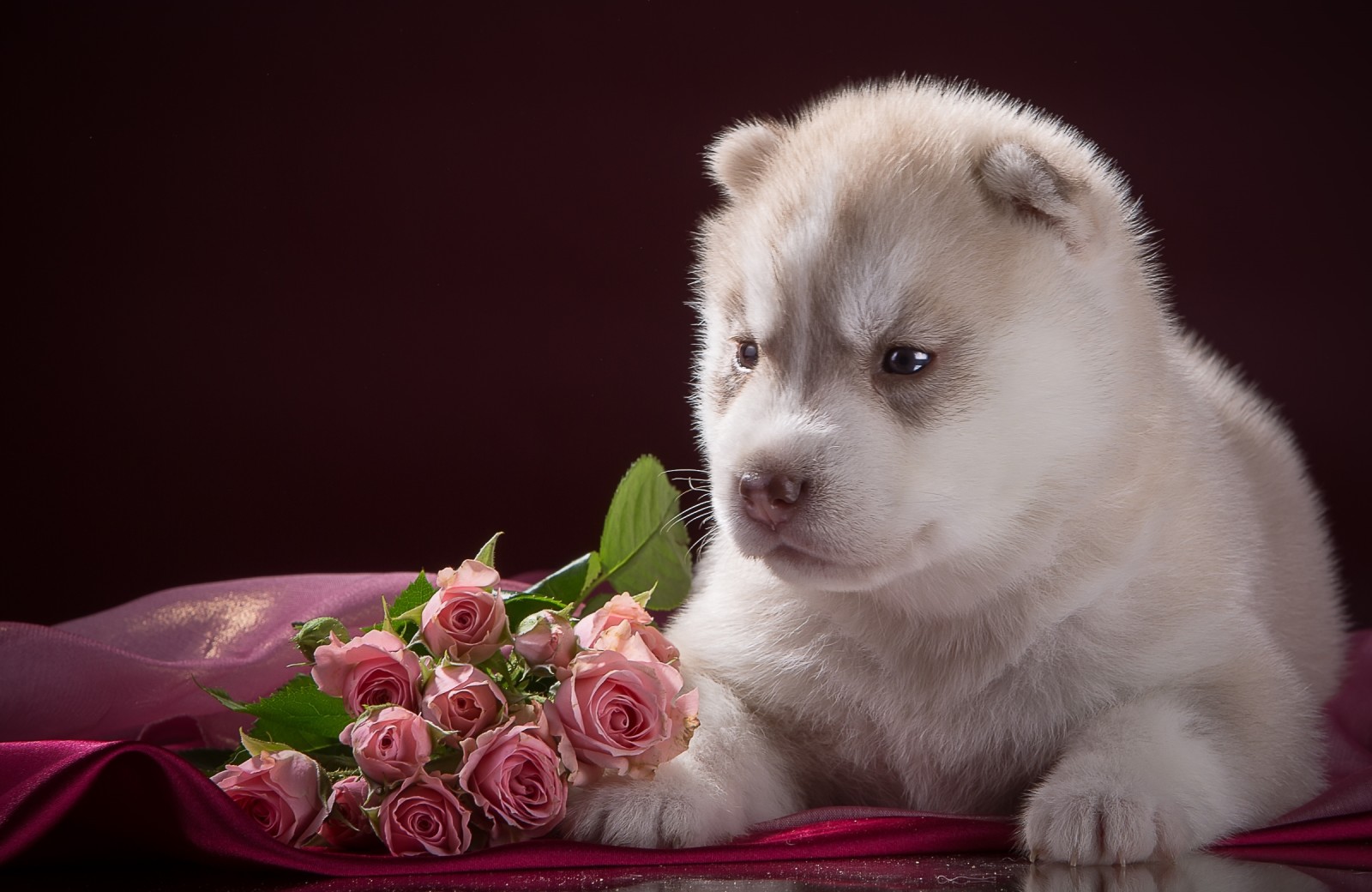 bébé, chiot, des roses, race, rauque