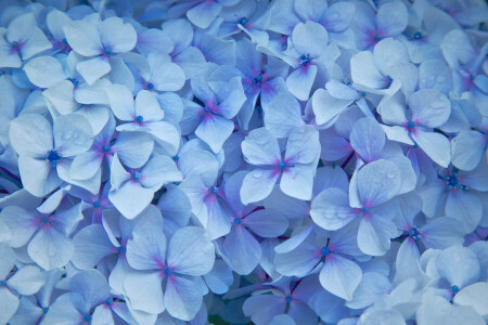 blue, droplets, flowers, hydrangea, petals