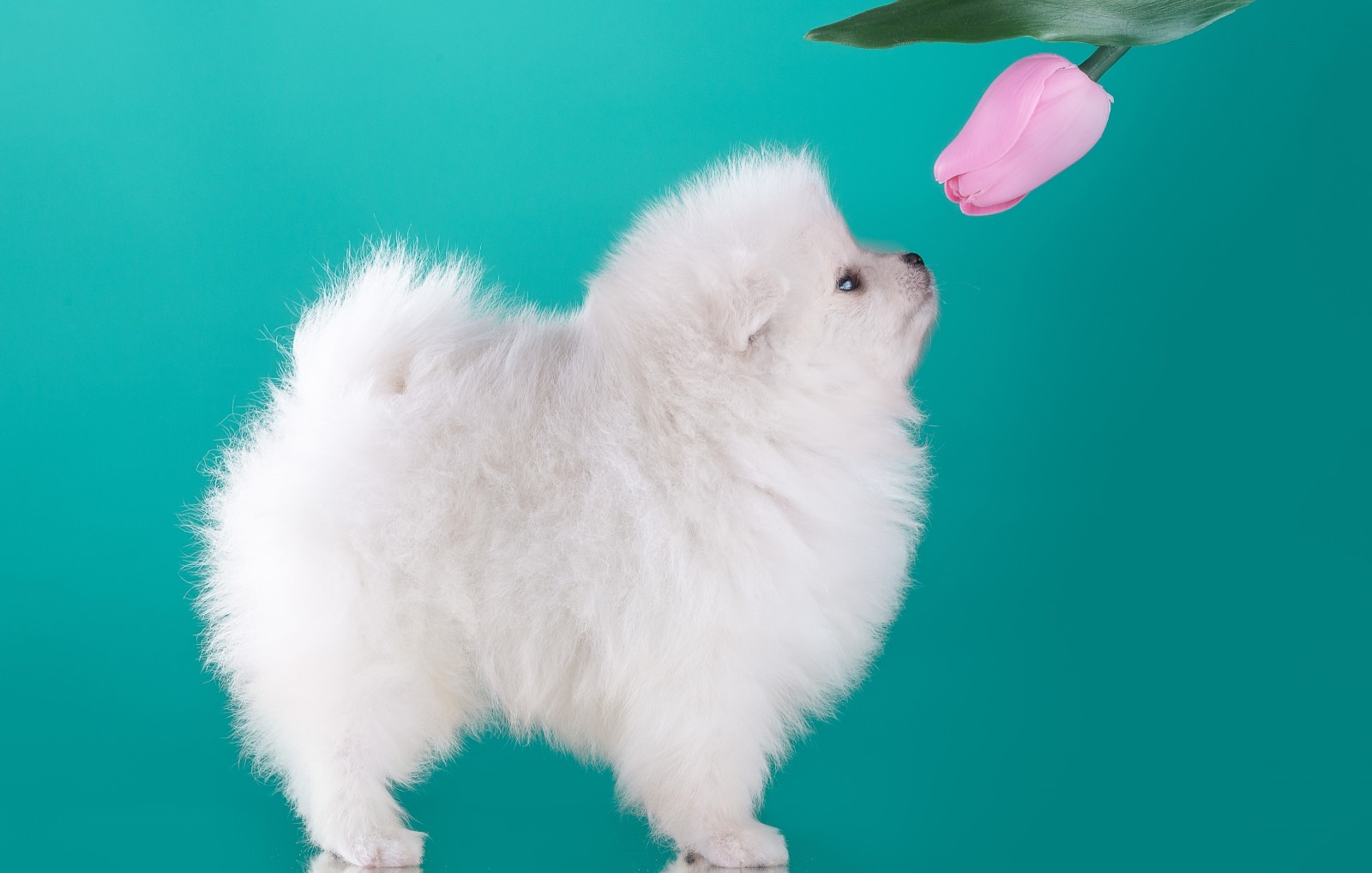 perrito, blanco, perfil, Perro de Pomerania, Tulipán