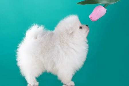 profile, puppy, Spitz, Tulip, white