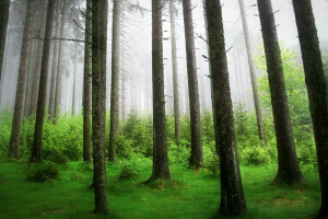 floresta, natureza, árvores