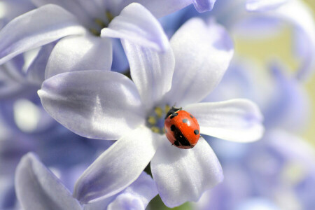 flor, insecto, mariquita, naturaleza, pétalos