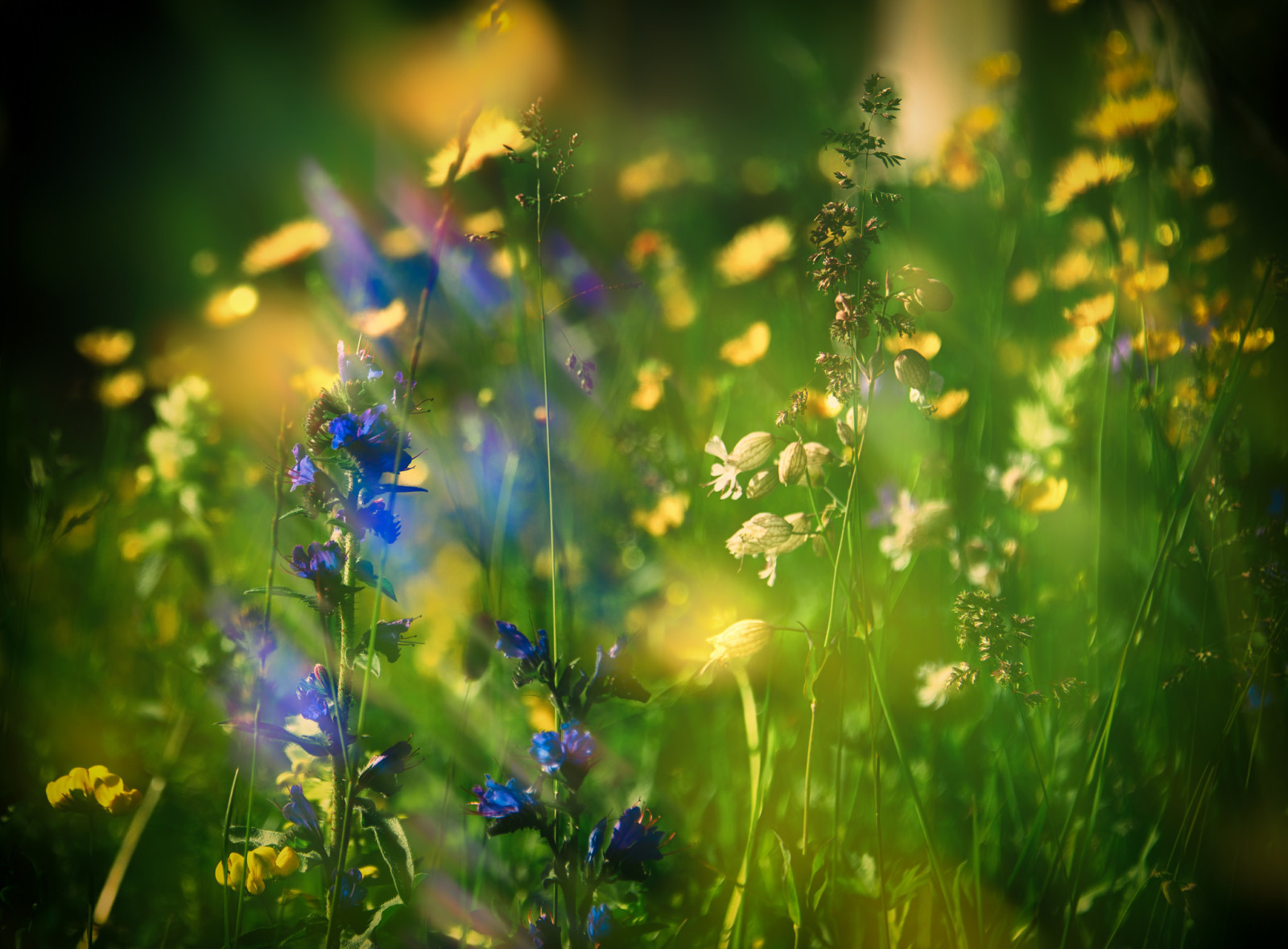 herbe, la nature, été, fleurs