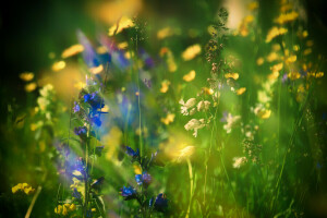 flores, césped, naturaleza, verano