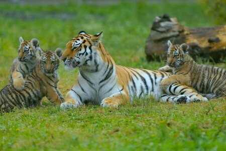 unger, kattunger, morskap, ungane, tigre, Tigress