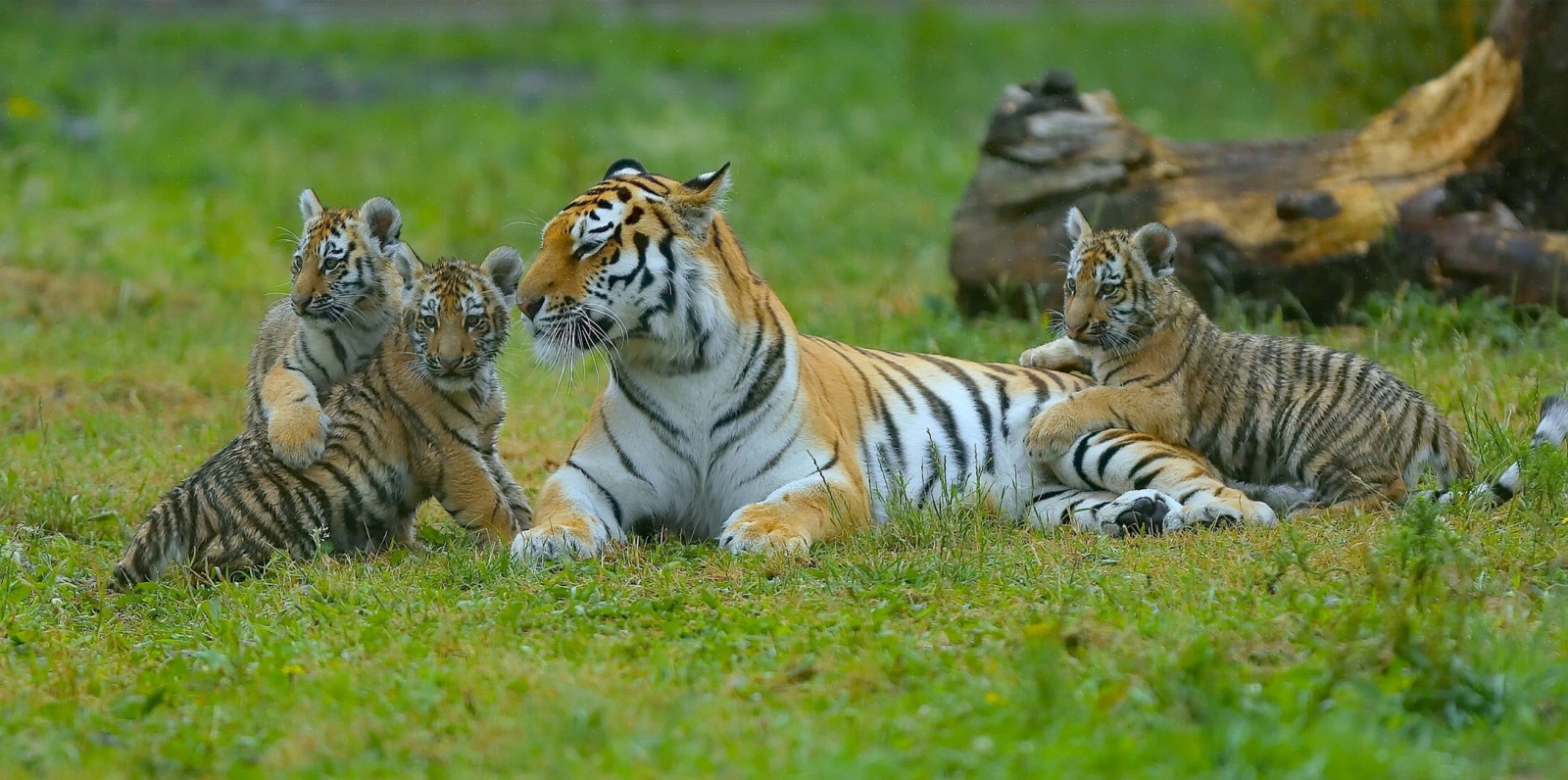 morskap, unger, kattunger, tigre, Tigress, ungane