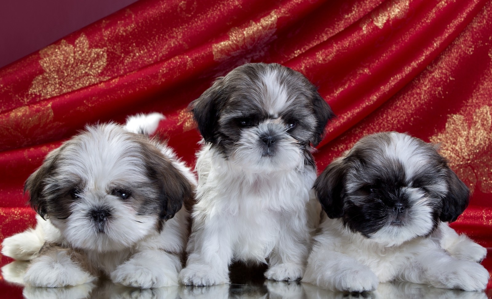 trío, cachorros, Shih Tzu