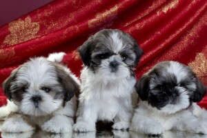 căței, Shih Tzu, trio