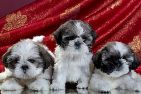 filhotes, Shih Tzu, trio