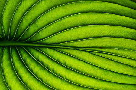 macro, plante, feuille