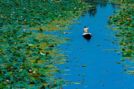 loď, Dal jezero, květiny, Indie, Jammu a Kašmír, listy, Lotus, Srinagar