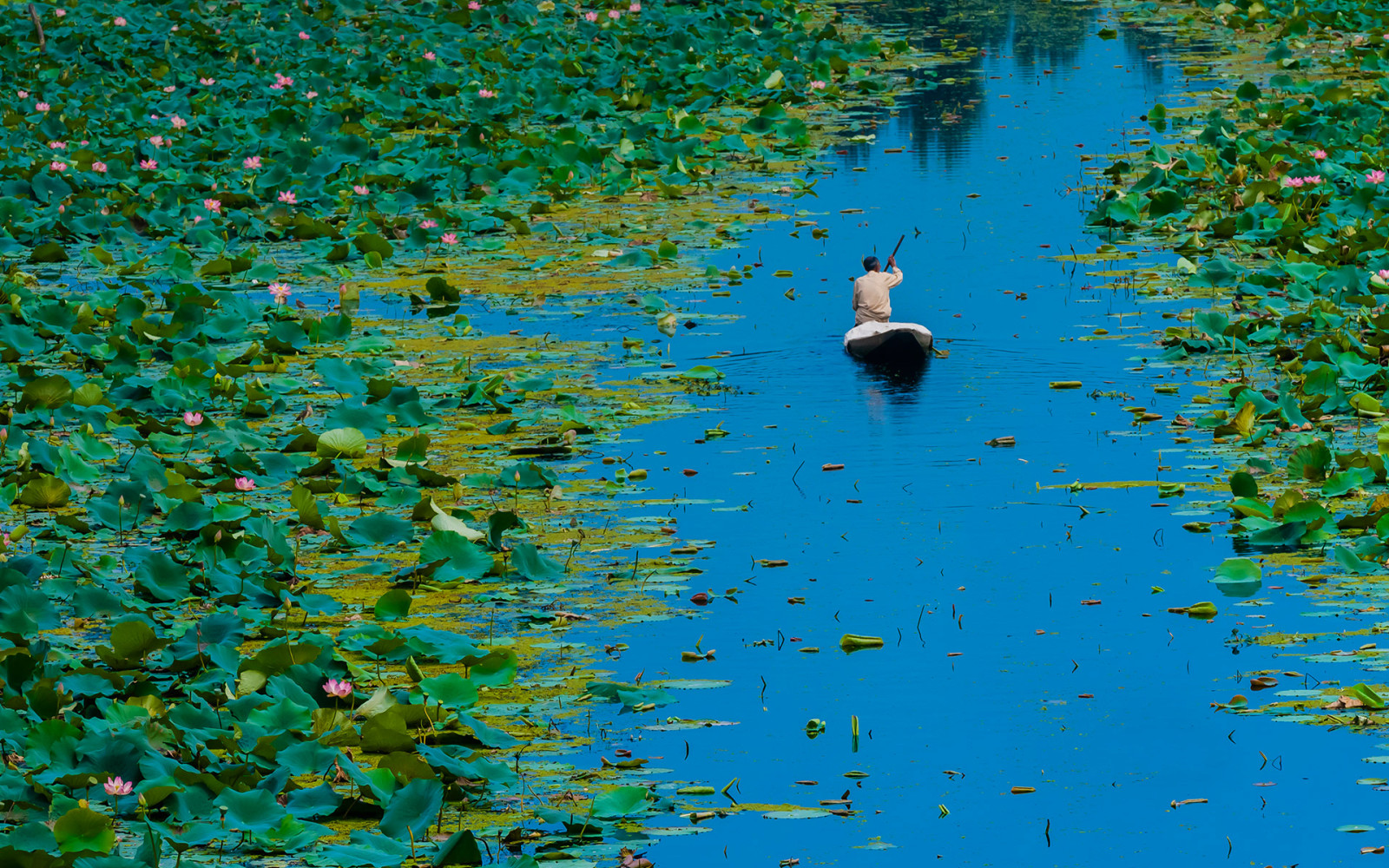 fleurs, feuilles, bateau, Lotus, Inde, Jammu-et-Cachemire, Lac Dal, Srinagar