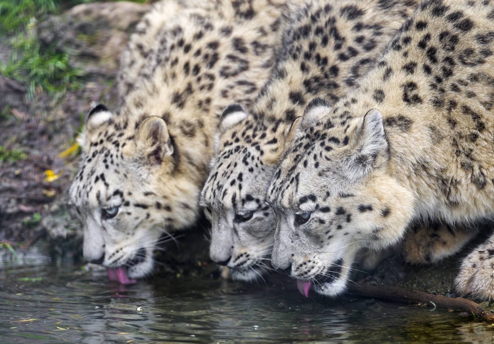 katt, trio, dryck, IRBIS, snöleopard, © Tambako Jaguaren