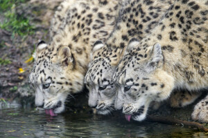 kedi, İçmek, IRBIS, kar Leoparı, üçlü, © Tambako Jaguar