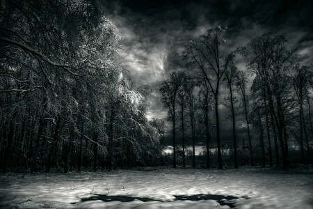 clouds, forest, snow