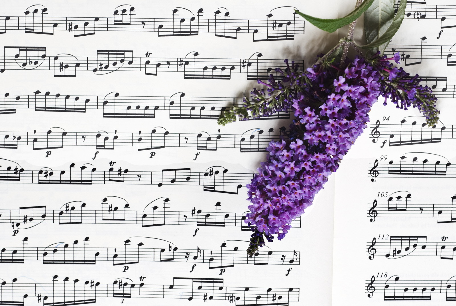 flowers, Music, notes