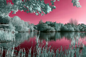 grass, lake, pond, the sky, trees, water