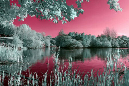 césped, lago, estanque, el cielo, arboles, agua